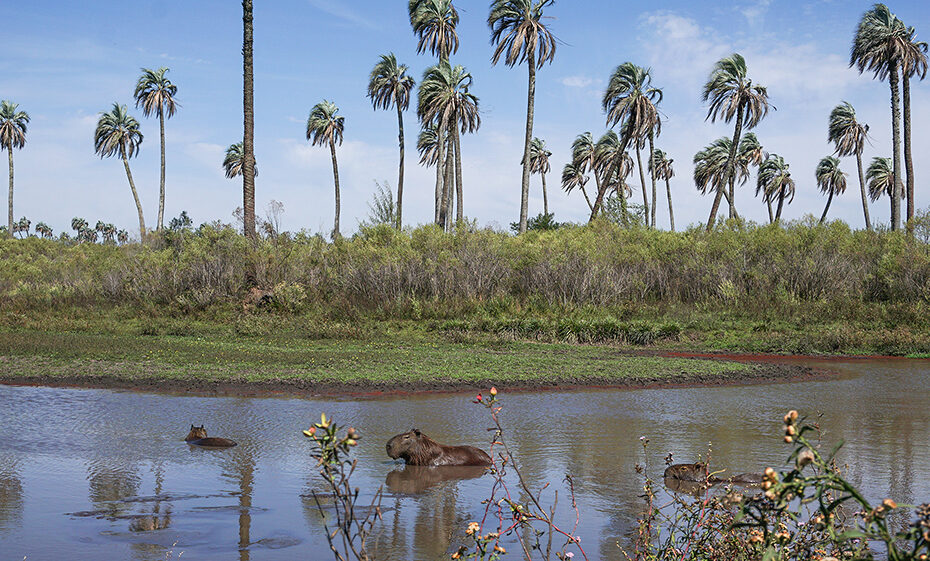 Mirador del palmar fauna